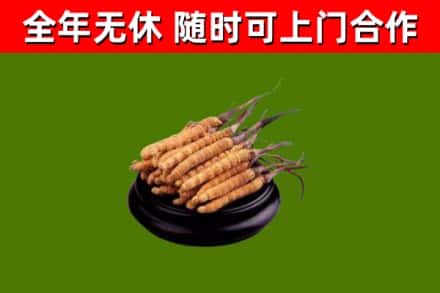 鹤山区回收散虫草