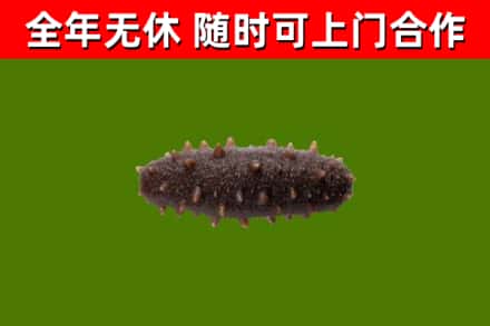 鹤山区回收海参干